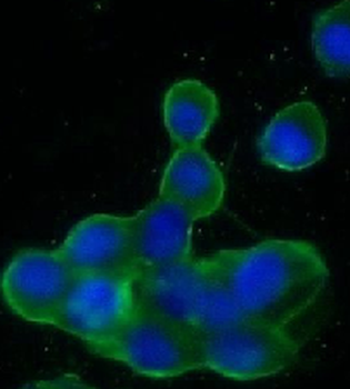 SNAP25 Mouse Monoclonal Antibody
