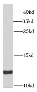 SNRPE Rabbit Polyclonal Antibody