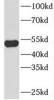 SNX4 Rabbit Polyclonal Antibody