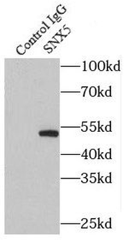 SNX5 Rabbit Polyclonal Antibody
