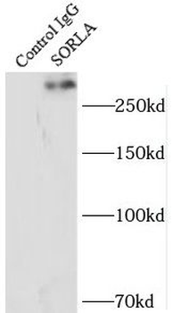 SORL1 Rabbit Polyclonal Antibody