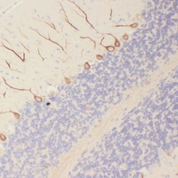 SORL1 Rabbit Polyclonal Antibody