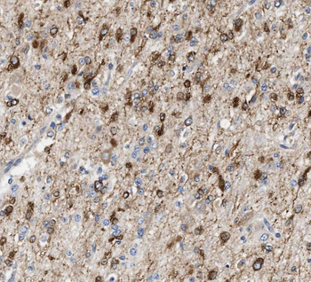 SPARCL1 Antibody