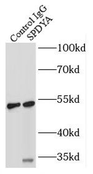 SPDYA Rabbit Polyclonal Antibody