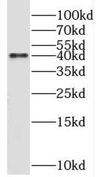 SMS Rabbit Polyclonal Antibody