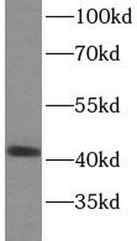 SPOP Rabbit Polyclonal Antibody