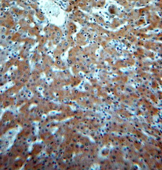 HM13 Rabbit Polyclonal Antibody