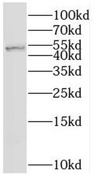 SRPX2 Antibody