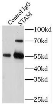 STAM Antibody
