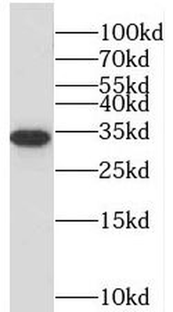 STC2 Antibody