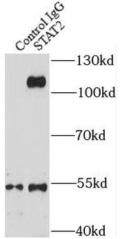 STAT2 Antibody