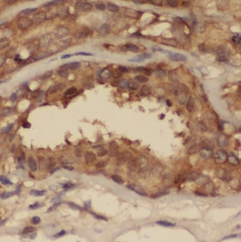 STAT2 Antibody