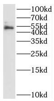 STEAP4 Rabbit Polyclonal Antibody