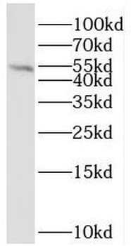 STK17A Antibody