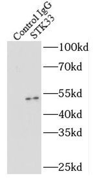 STK33 Rabbit Polyclonal Antibody