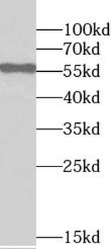 STK4 Rabbit Polyclonal Antibody