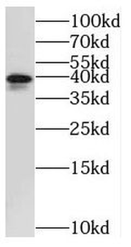 STOML2 Rabbit Polyclonal Antibody