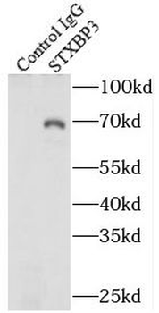 STXBP3 Rabbit Polyclonal Antibody