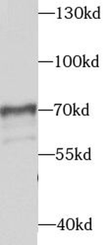 STXBP4 Rabbit Polyclonal Antibody