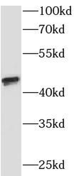 SUMF1 Antibody