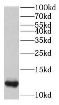 SUMO2/3 Antibody