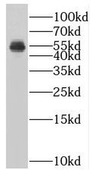 SUV39H1 Antibody