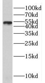 SUV39H2 Antibody