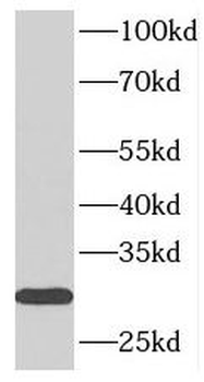 SYNGR1 Rabbit Polyclonal Antibody