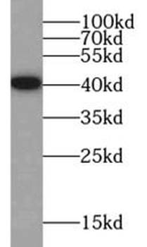 SYP Antibody