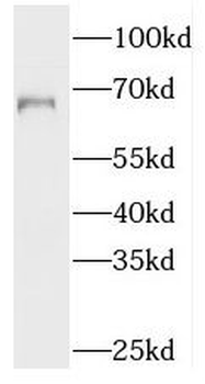 SYNC Rabbit Polyclonal Antibody