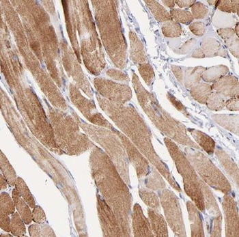 SYNC Rabbit Polyclonal Antibody