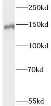 SYNGAP1 Rabbit Polyclonal Antibody