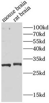 STX6 Rabbit Polyclonal Antibody