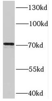 SYVN1 Antibody