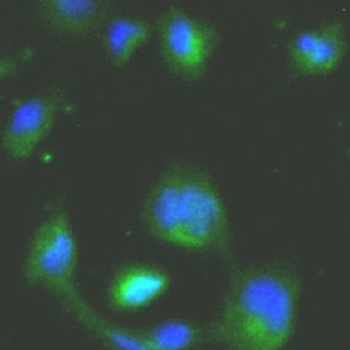 TAB1 Antibody