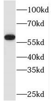 TAF1B Rabbit Polyclonal Antibody