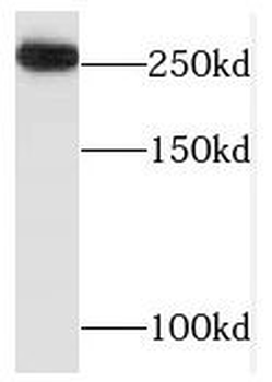 TAF1L Rabbit Polyclonal Antibody