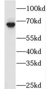 TAF5L Antibody