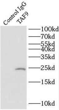 TAF9 Rabbit Polyclonal Antibody