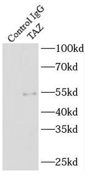 WWTR1 Rabbit Polyclonal Antibody