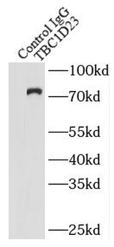 TBC1D23 Rabbit Polyclonal Antibody