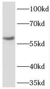 TBL1XR1 Antibody