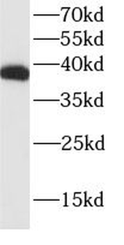 TBP Mouse Monoclonal Antibody