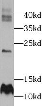 ELOC Antibody