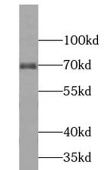 TCF4 Antibody