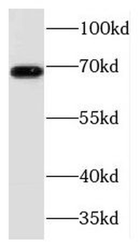 TCF7L2 Antibody