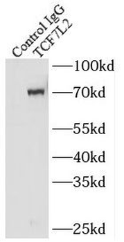 TCF7L2 Antibody