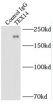 TEX14 Rabbit Polyclonal Antibody