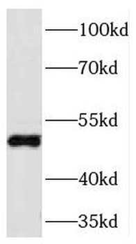 TFAP2C Rabbit Polyclonal Antibody