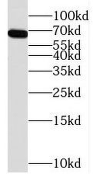TFCP2 Rabbit Polyclonal Antibody